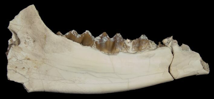 Oligocene Camel (Poebrotherium) Beautiful Jaw Section #10608
